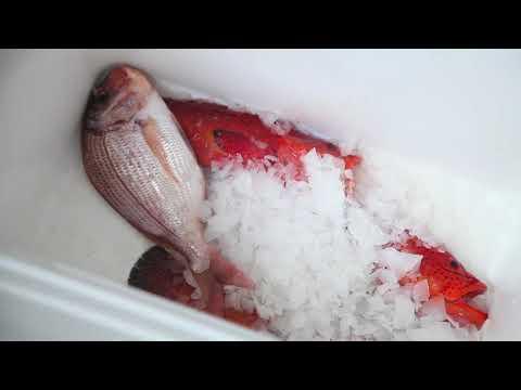 Embedded thumbnail for Émergence de la pêche au Sénégal